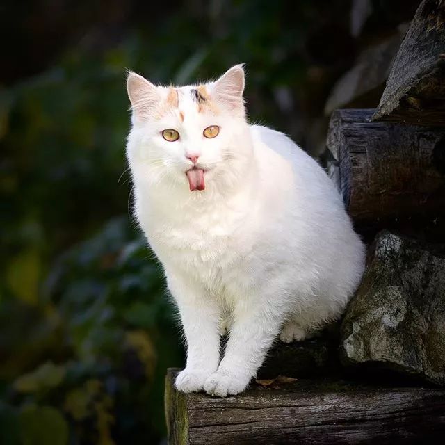 震惊!科学家发现了一个新物种--会飞的猫!