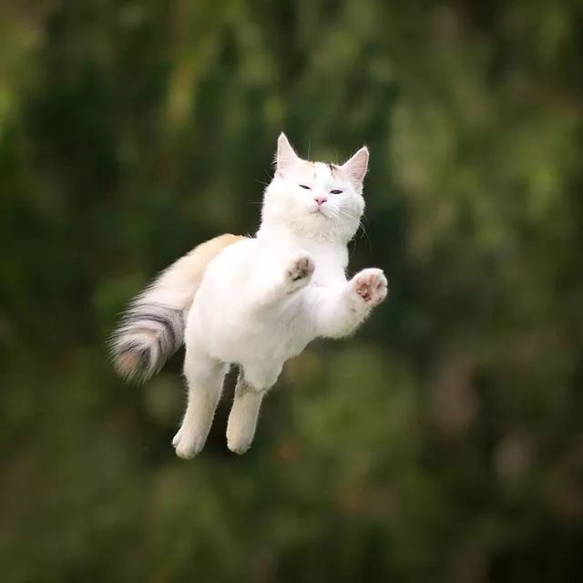 震惊!科学家发现了一个新物种--会飞的猫!