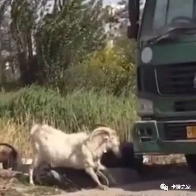山羊也会碰瓷了，卡车司机有苦说不出！