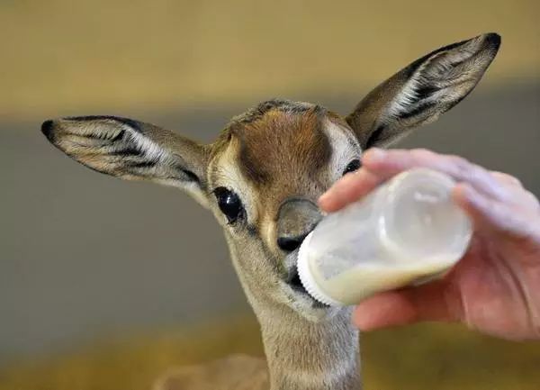 惊呆?厦门出现一批神秘的动物,跑得比豹子还