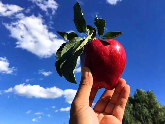 比美国蛇果、日本富士还牛的苹果!全球榜单前
