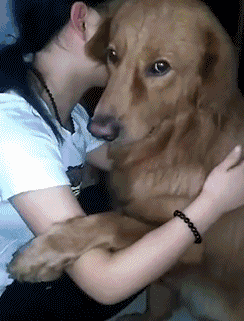 壁纸 动物 猫 猫咪 小猫 桌面 244_321 竖版 竖屏 手机 gif 动态图 动
