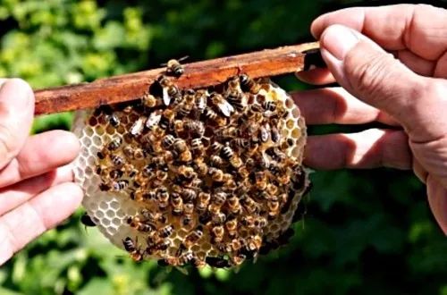 新西兰:我的麦卢卡蜂蜜;澳大利亚:也是我的麦卢