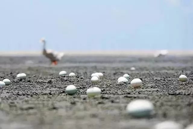 枚海鸭蛋香得撩人(吃过都说香)!|海鸭蛋|蛋黄|鸭