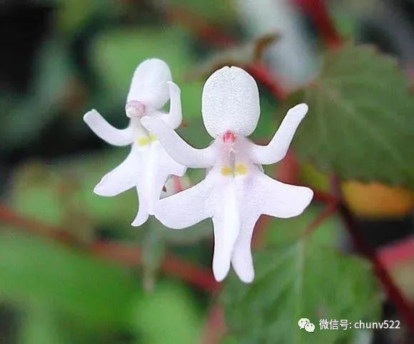 世界上最“不要脸”的花，一个个都成精了!