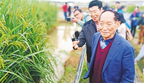 “巨型稻”下好乘凉|中科院|袁隆平|夏新_新浪财经_新浪网