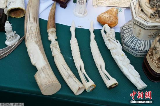 资料图:当地时间2017年8月3日,美国纽约,纽约州环境保护署官员在纽约中央公园销毁近2吨非法象牙制品,价值超过800万美元。