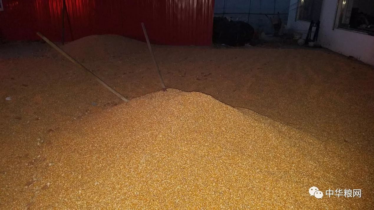 南玉米质量较差 东北粮流入量大|农产品|期货|玉