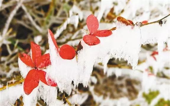 重庆这一波降温有点陡!走,穿好秋裤去看雪!|重