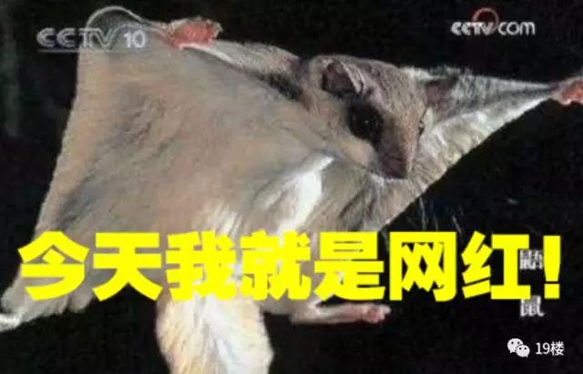 庄河人可能读了个假小学!寒号鸟不是鸟,它有手