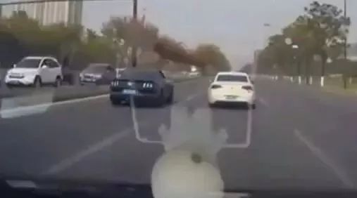 野马跑车居然跑不过大众？ 这让野马脸往哪放！