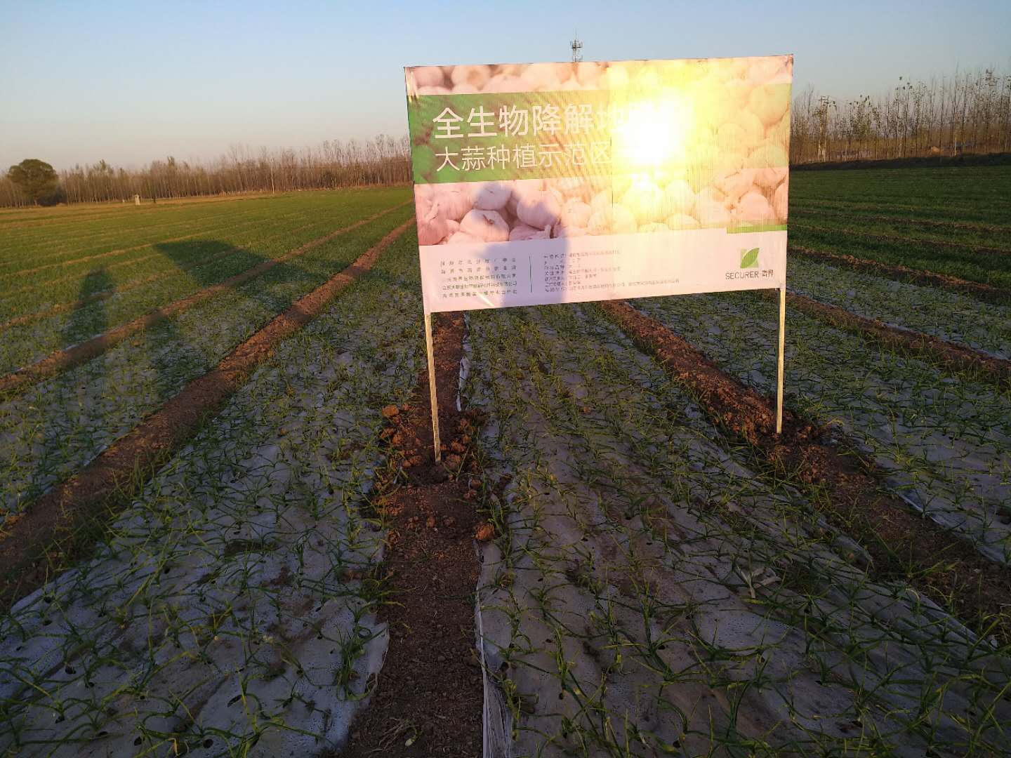 金联创:发展全生物降解塑料 改善白色污染|联