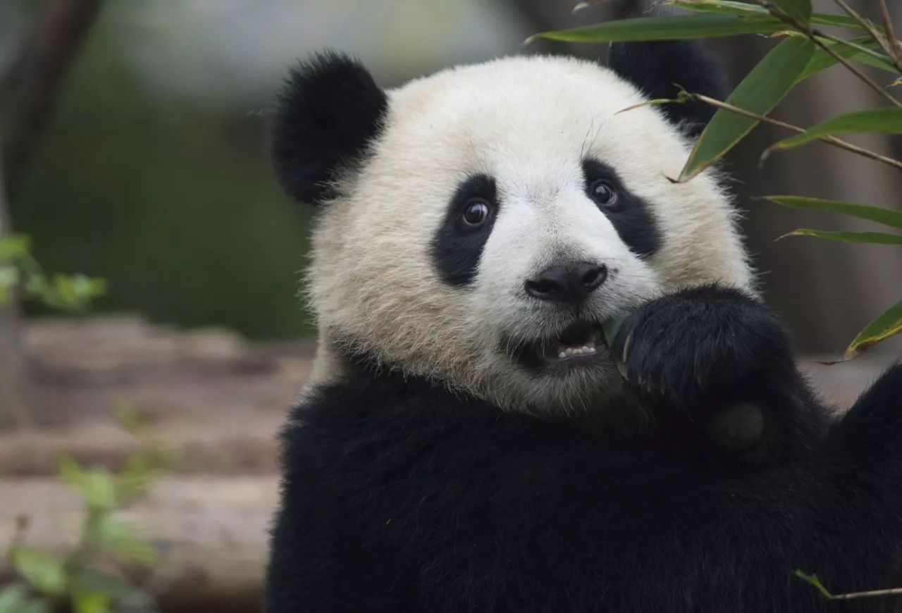 为国卖萌的大熊猫,才是真正的中国第一网红|熊猫|饲养员|巴斯_新浪军事_新浪网