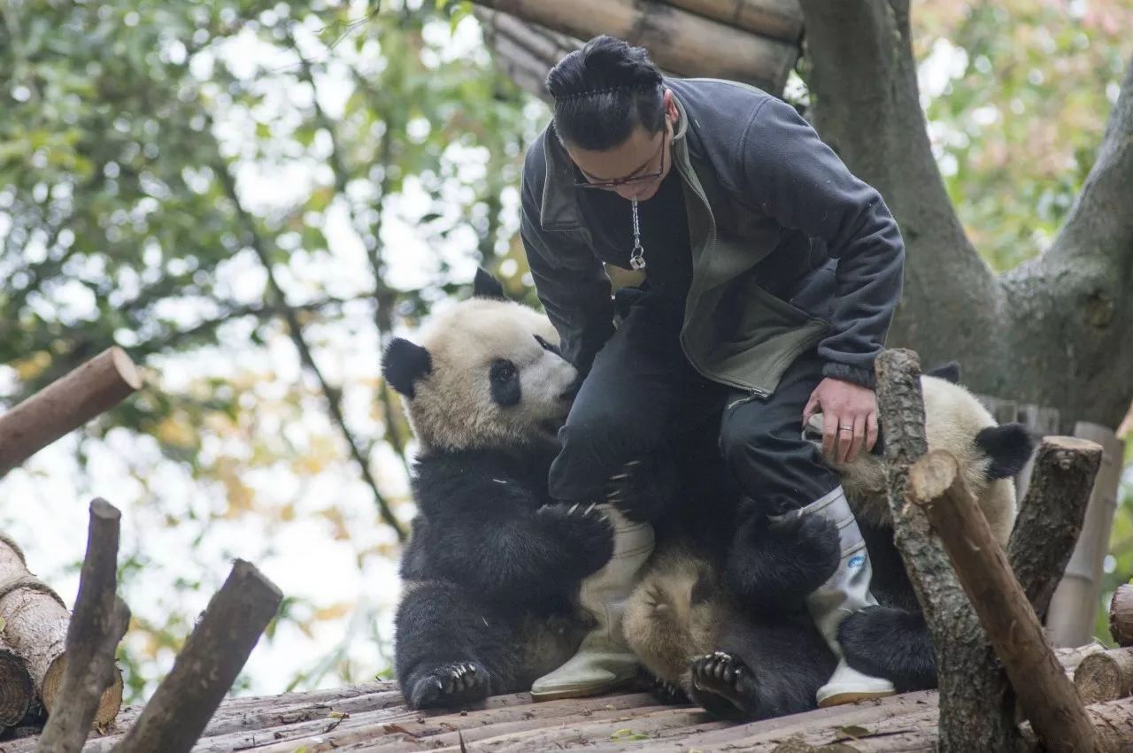 绵阳平武：野生大熊猫解锁正宗“熊抱”|资讯频道_51网