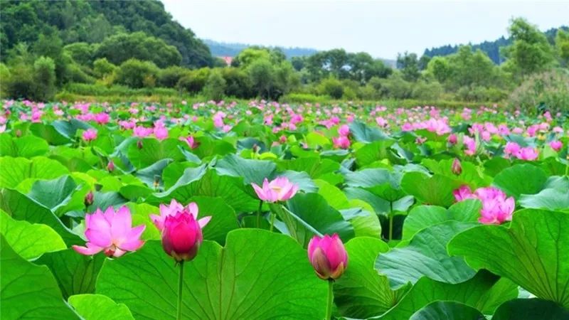 浏阳社港淮洲首届荷花节