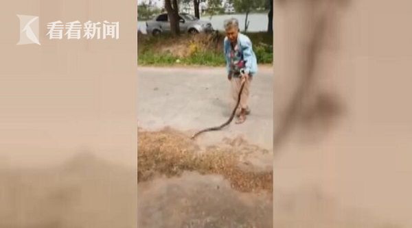 视频|74岁霸气奶奶徒手抓蛇 竟抽得蛇把吞下的