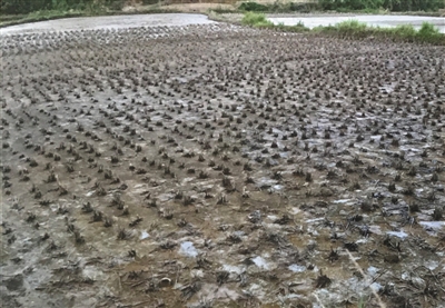 2011年暴雨过后，丁家山村农田被污染，秧苗变黑。受访者供图