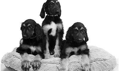 世界首只克隆犬“史努比”的3只克隆后代在2个月大时的照片。 图片来源：《科学报告》杂志
