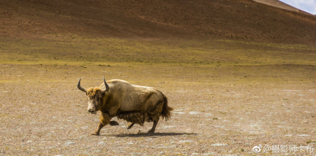 追寻青藏高原的黄金神兽|野牦牛|西藏|高原_新