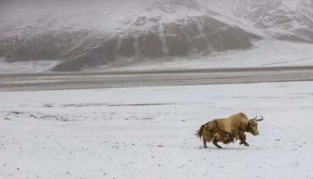 追寻青藏高原的黄金神兽|野牦牛|西藏|高原