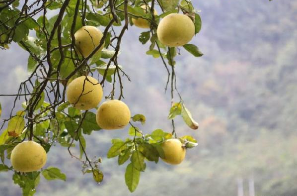 十三寨现奇怪橙树 果实大如柚 酸味难入口|橙子|果实|女儿谷_新浪新闻