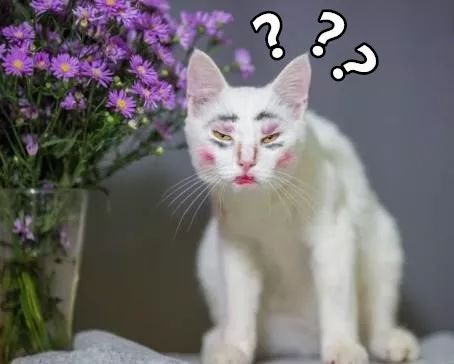当猫咪碰上一个二逼主人的时候,求:此刻猫的心理阴影面积是多少?