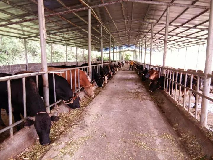 “牛”势崛起宝博体育- 宝博体育官网- 宝博体育APP下载 BaoBoSports