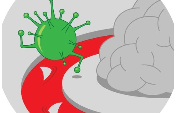 多篇文章解读人类大脑的神奇屏障-血脑屏障近