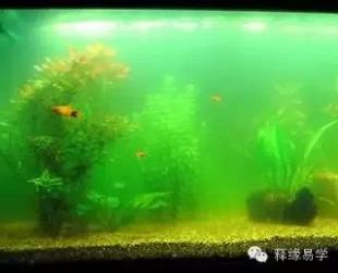 鱼缸内壁上,隔几天就会长绿苔,怎么处理