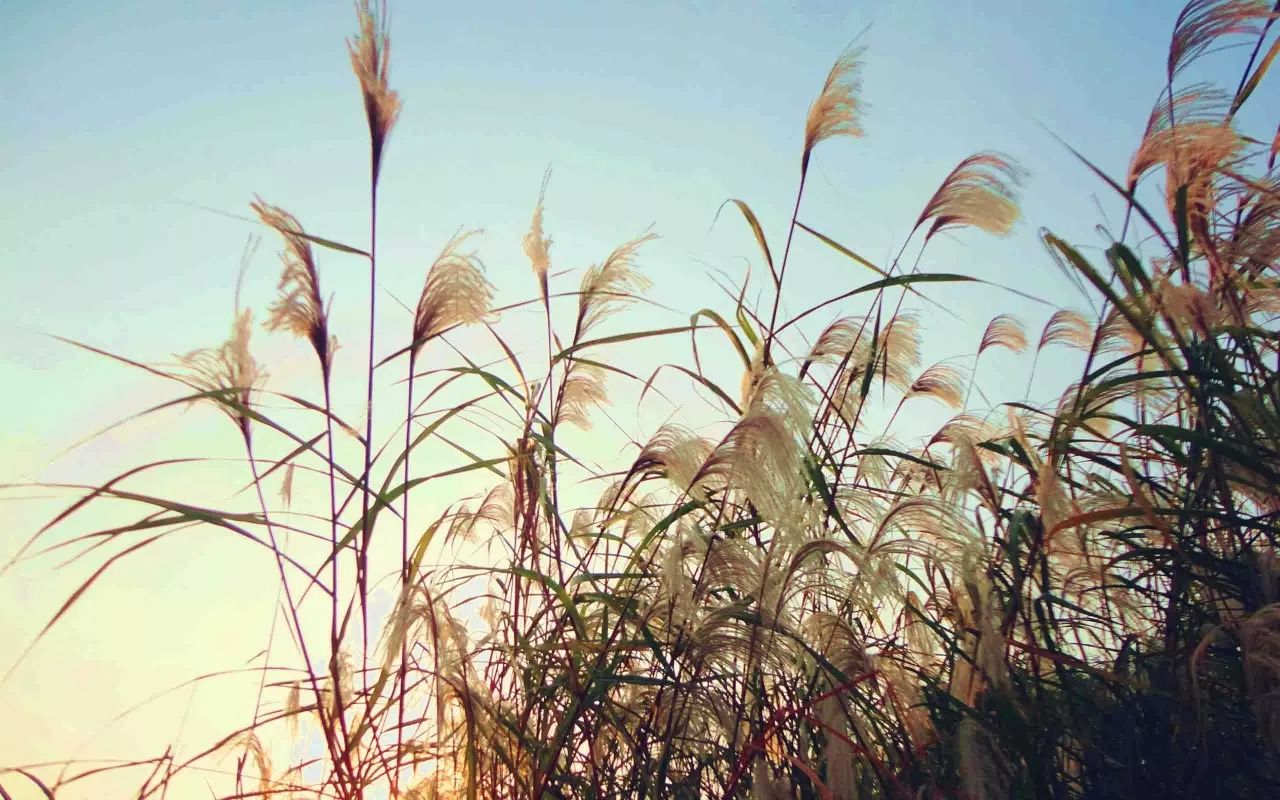 2017.11.26 | 她的微信头像上了广告,冠名小吃