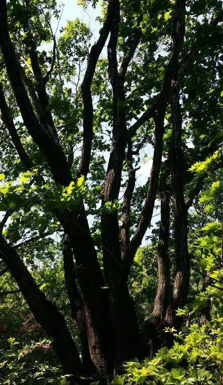 2017.11.26 | 她的微信头像上了广告,冠名小吃