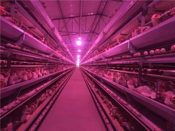 雨润与西班牙最大肉品公司合作、普莱柯新型猪