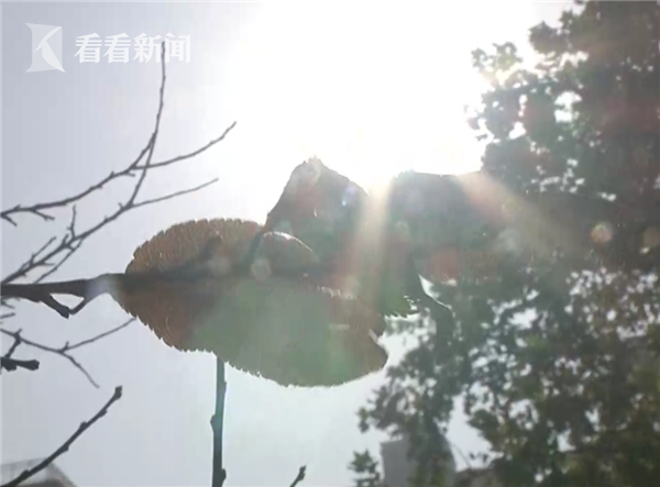 是感冒 而是一种能致命的传染病|传染病|疾病|出血热