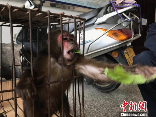 图为国家二级保护动物短尾猴 常宗波 摄