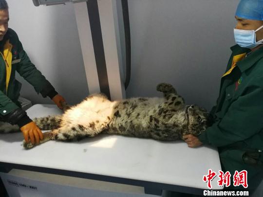 图为受伤雪豹接受救治。青海省野生动物救护繁育中心供图