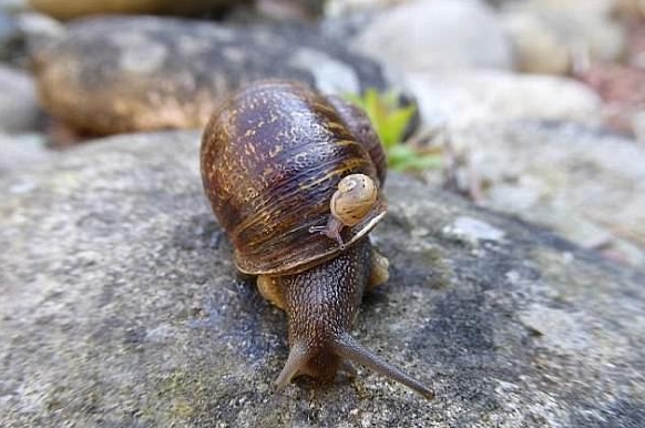科学家发现日本蜗牛进化过程:繁殖过程太复杂