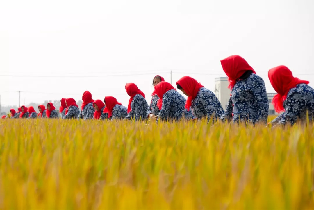 中国农民丰收节官方网站上线运行