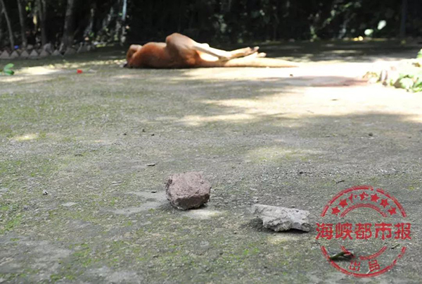 袋鼠活动区内游客扔进来的石块