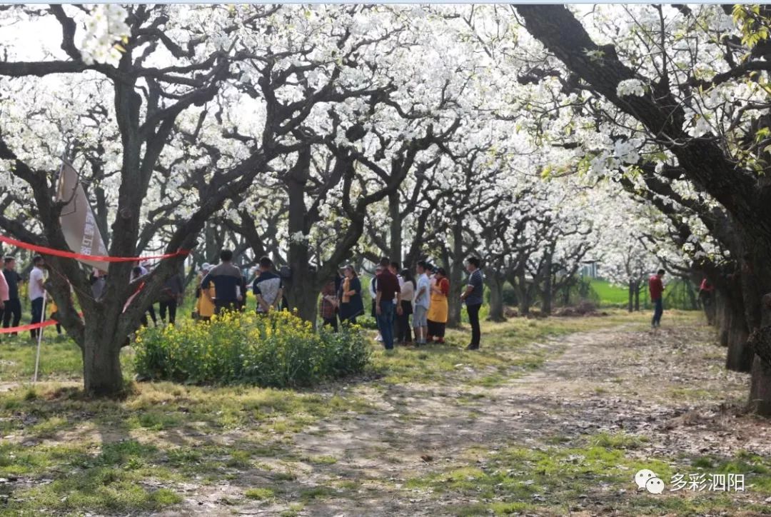 【百年梨园抢先看】2018首届爱园梨花节|泗阳|梨园|爱园_新浪新闻