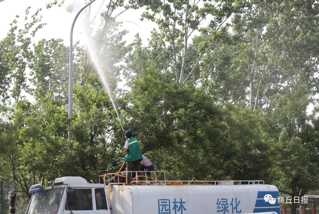 杨絮漫天商丘四招治理:喷洒无害黏合剂,注射植