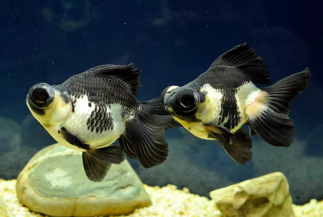 金鱼里也有“熊猫”?快来认识一下这些“水中仙子”吧!