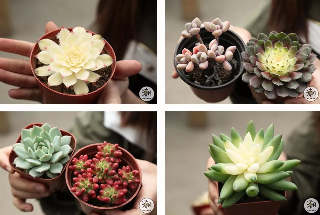 多肉花草囤货攻略!不到40元,我从三圣花乡买了一座“花园”~