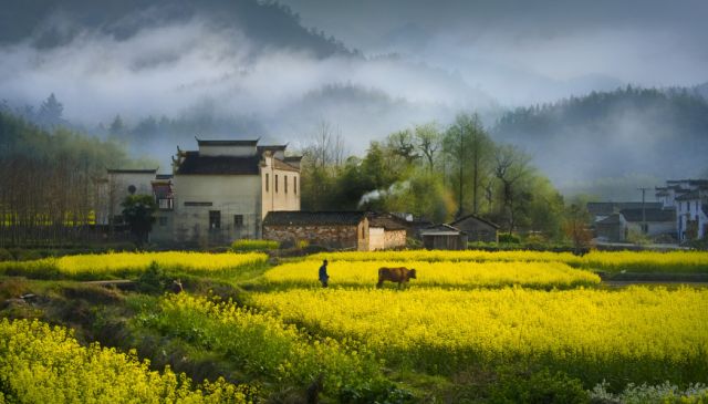 正是安徽赏花季,送你一份拍摄锦囊投身油菜花海