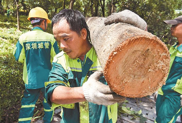 深圳城管局分析树倒伏:垂叶榕不经风 将更新树种