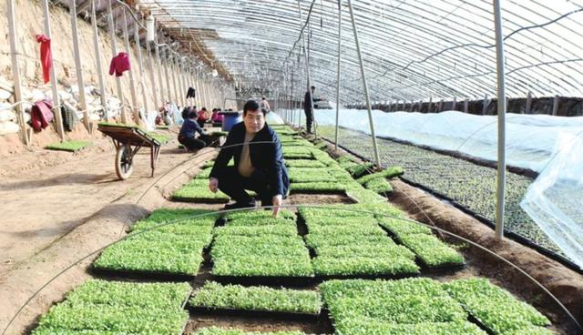 史庆法:主打科技农业,带领乡亲致富