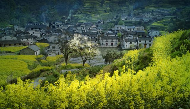 正是安徽赏花季,送你一份拍摄锦囊投身油菜花海