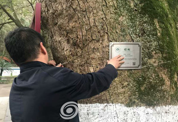 定海区完成古树名木后备资源挂牌工作