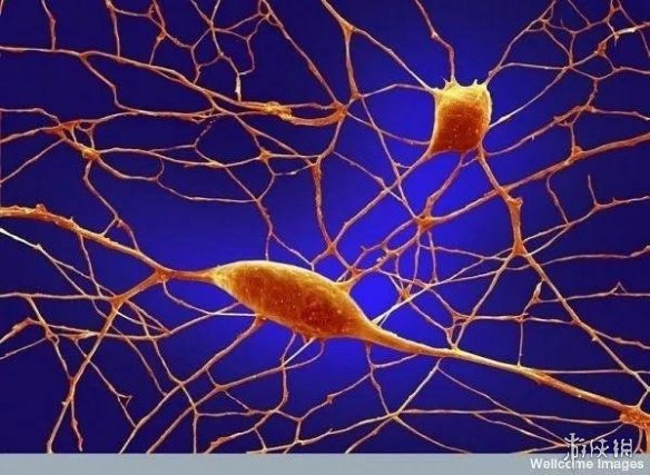 肌肉组织像无数根橡皮筋!显微镜下的人体竟是这样的