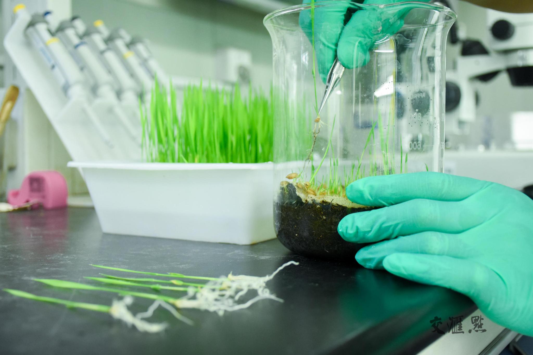 录取通知书约定田里见!扬大农学院送新生见面