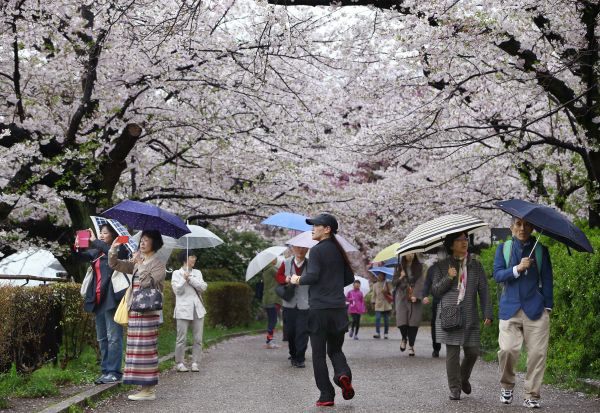  人们在日本东京千鸟渊公园观赏樱花。（新华社/美联）